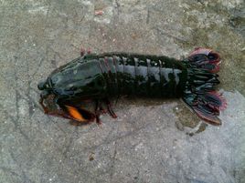 雀尾螳螂蝦 雀尾螳螂蝦