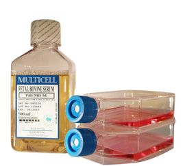 乙型溶血性鏈球菌 乙型溶血性鏈球菌