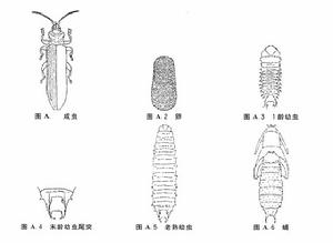（圖）椰心葉甲的形態特徵