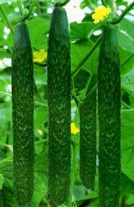 碧玉二號黃瓜
