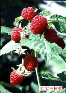 紅寶玉樹莓 紅寶玉樹莓