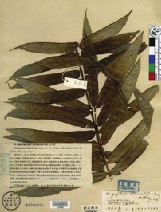 倒披針觀音座蓮 倒披針觀音座蓮