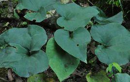 馬蹄香屬 馬蹄香屬