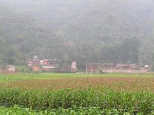 雞哩咩村 雞哩咩村