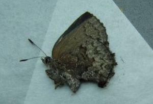 白鐵輪灰蝶 白鐵輪灰蝶