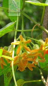 夜來香[藤狀草本]