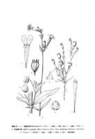 叉枝蠅子草 叉枝蠅子草