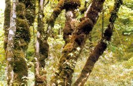 峨眉錐栗 峨眉錐栗