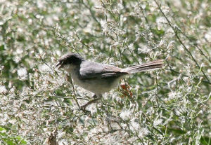黑頂歌鵐 黑頂歌鵐