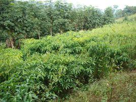 農林複合系統 農林複合系統