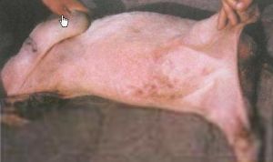 豬食鹽中毒——病豬檢查