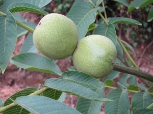 雲南三台泡核桃