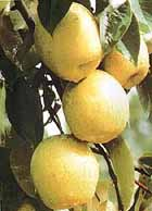 梨子趙州雪花梨