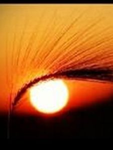 太陽之眼 太陽之眼