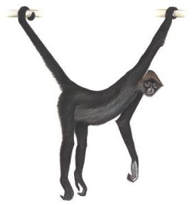 褐頭蛛猴