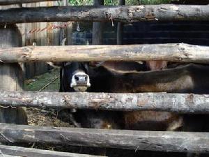 下片馬村-肉牛養殖