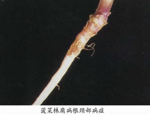 菠菜株腐病 菠菜株腐病