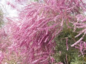 傘花短穗檉柳 傘花短穗檉柳