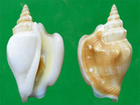 聳肩鳳凰螺