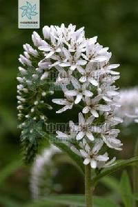 青葙子[中央種子目莧科植物]