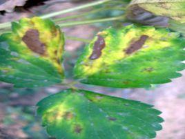 草莓炭疽病 草莓炭疽病