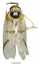 斜紋貝菱蠟蟬 斜紋貝菱蠟蟬