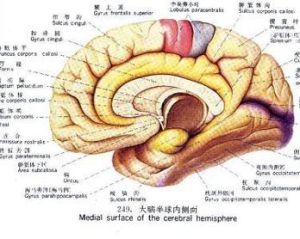 閉合性顱腦損傷 閉合性顱腦損傷