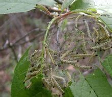 稠李巢蛾 稠李巢蛾