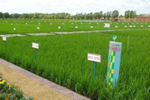 示範繁殖農場 示範繁殖農場