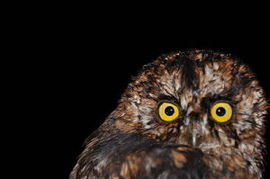 聖多美角鴞 聖多美角鴞