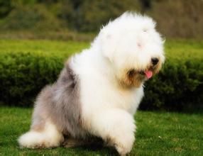 古典英國牧羊犬 古典英國牧羊犬