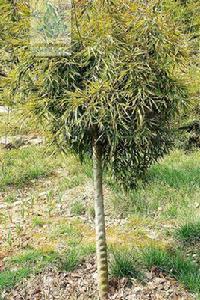 聖音毛竹 聖音毛竹