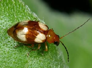 黃斑長跗螢葉甲 黃斑長跗螢葉甲