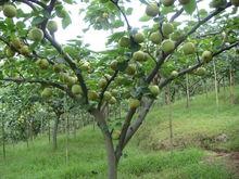 蜜雪梨掛果情況