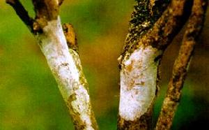 茶樹膏藥病 茶樹膏藥病