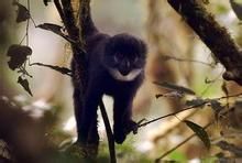 高山長尾猴 高山長尾猴