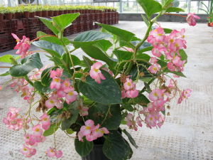 岩生秋海棠 岩生秋海棠