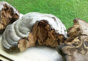 層孔菌屬 層孔菌屬