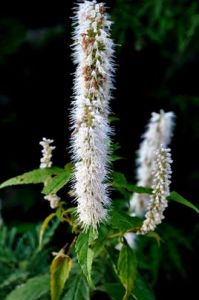 香薷[唇形科香薷屬植物]