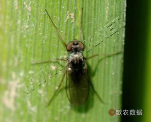 菲島毛眼水蠅 菲島毛眼水蠅