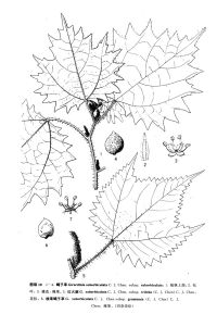 棱果蠍子草(亞種) 棱果蠍子草(亞種)