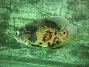 傑克天使魚 傑克天使魚