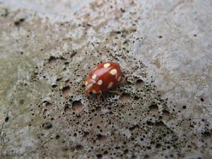 華裸瓢蟲 華裸瓢蟲