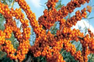 柳葉沙棘 柳葉沙棘