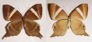 長尾褐蜆蝶 長尾褐蜆蝶