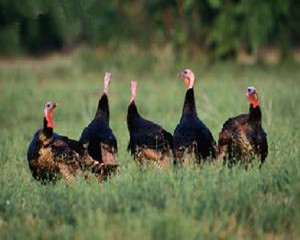 舟山火雞 舟山火雞