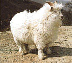 橫山絨山羊 橫山絨山羊