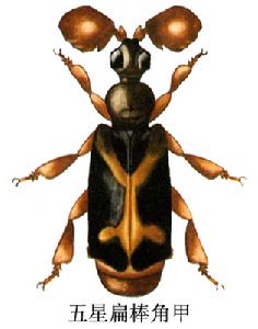 五星扁棒角甲 五星扁棒角甲