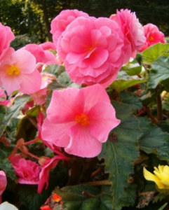 文山秋海棠 文山秋海棠