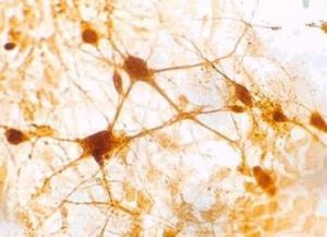 傳出神經作用藥 傳出神經作用藥